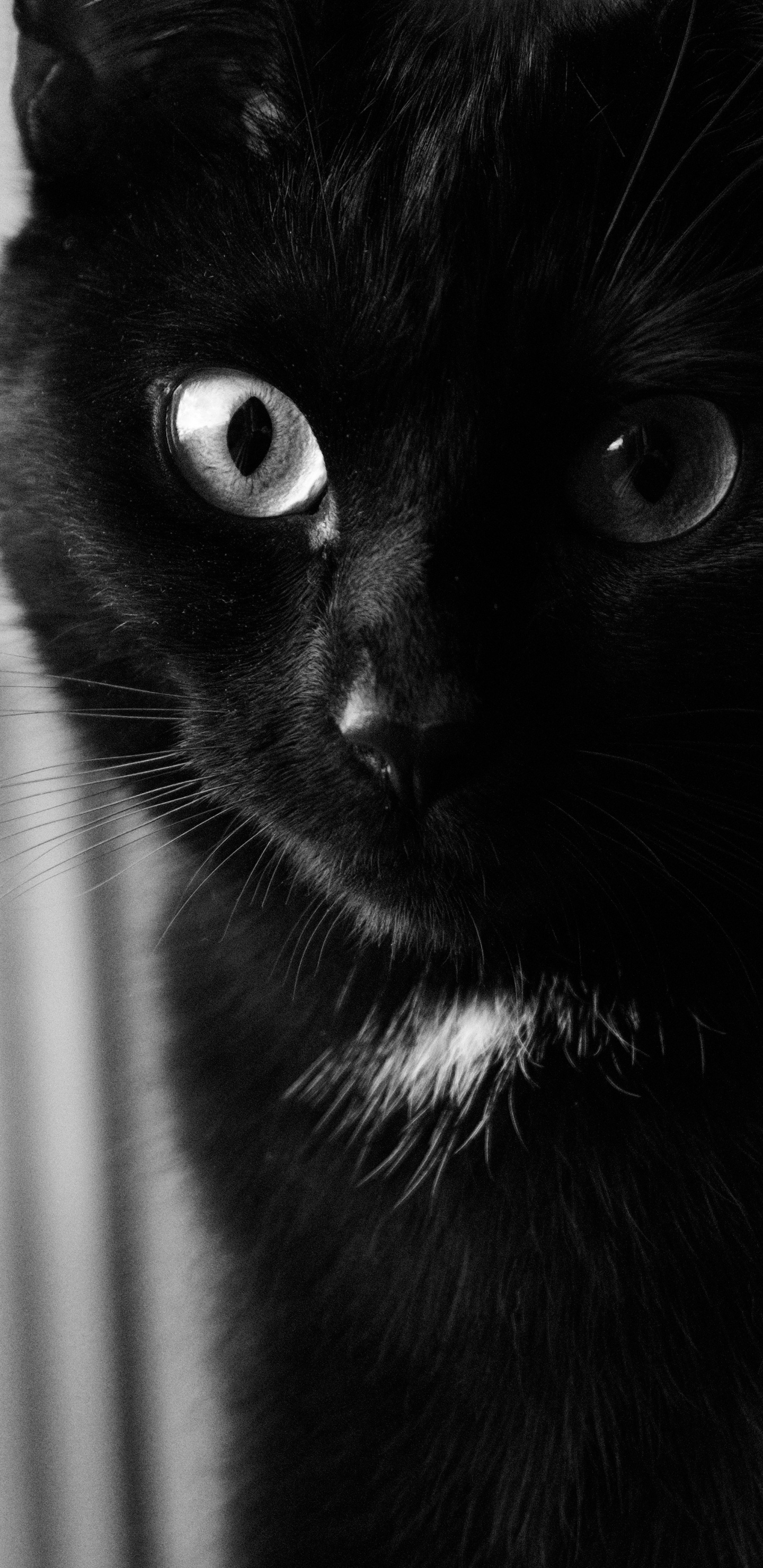 Black Cat in Grayscale Photography. Wallpaper in 1440x2960 Resolution