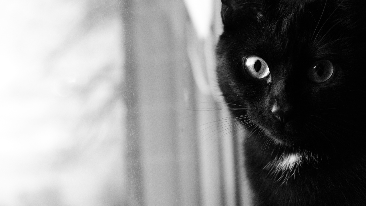 Gato Negro en Fotografía en Escala de Grises. Wallpaper in 1280x720 Resolution