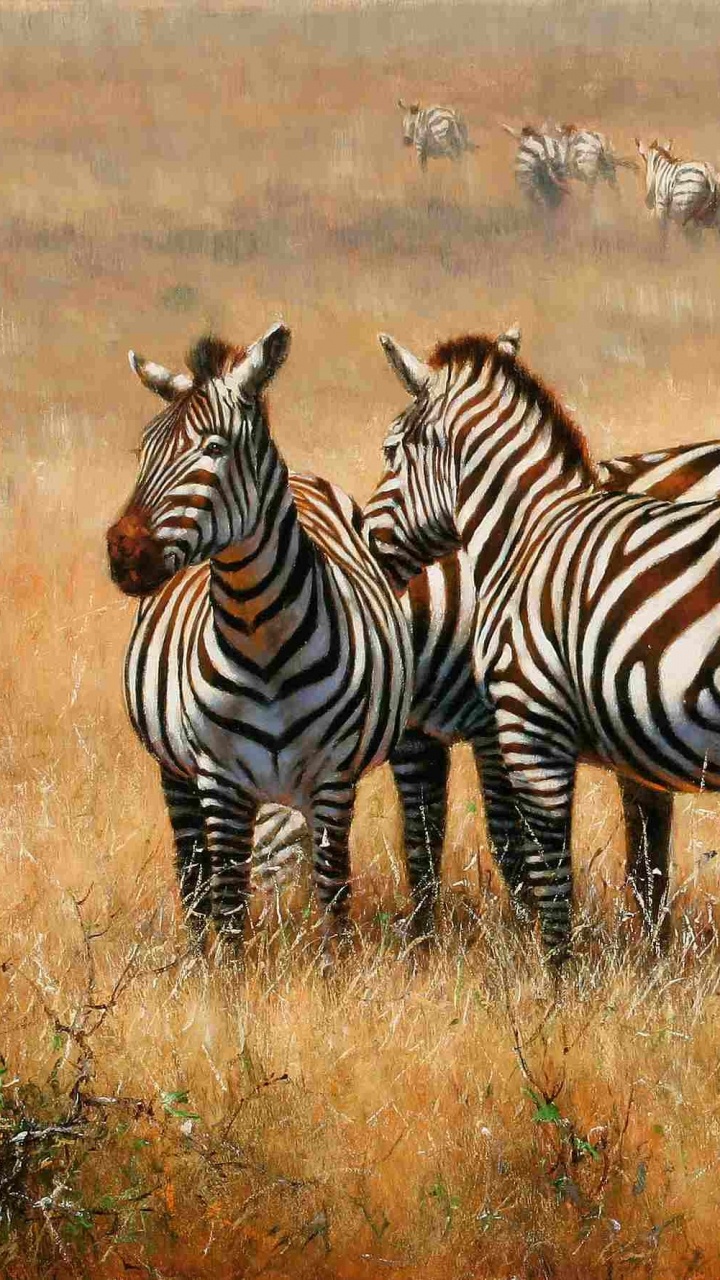 Zebra on Brown Grass Field During Daytime. Wallpaper in 720x1280 Resolution