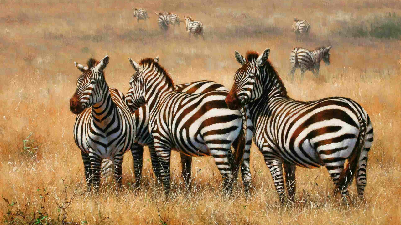 Zebra Auf Braunem Grasfeld Tagsüber. Wallpaper in 1280x720 Resolution