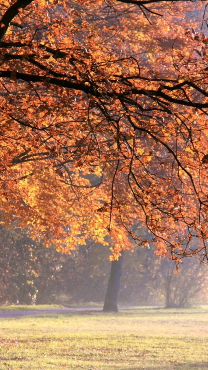 Braune Blattbäume Auf Grünem Grasfeld Tagsüber. Wallpaper in 720x1280 Resolution