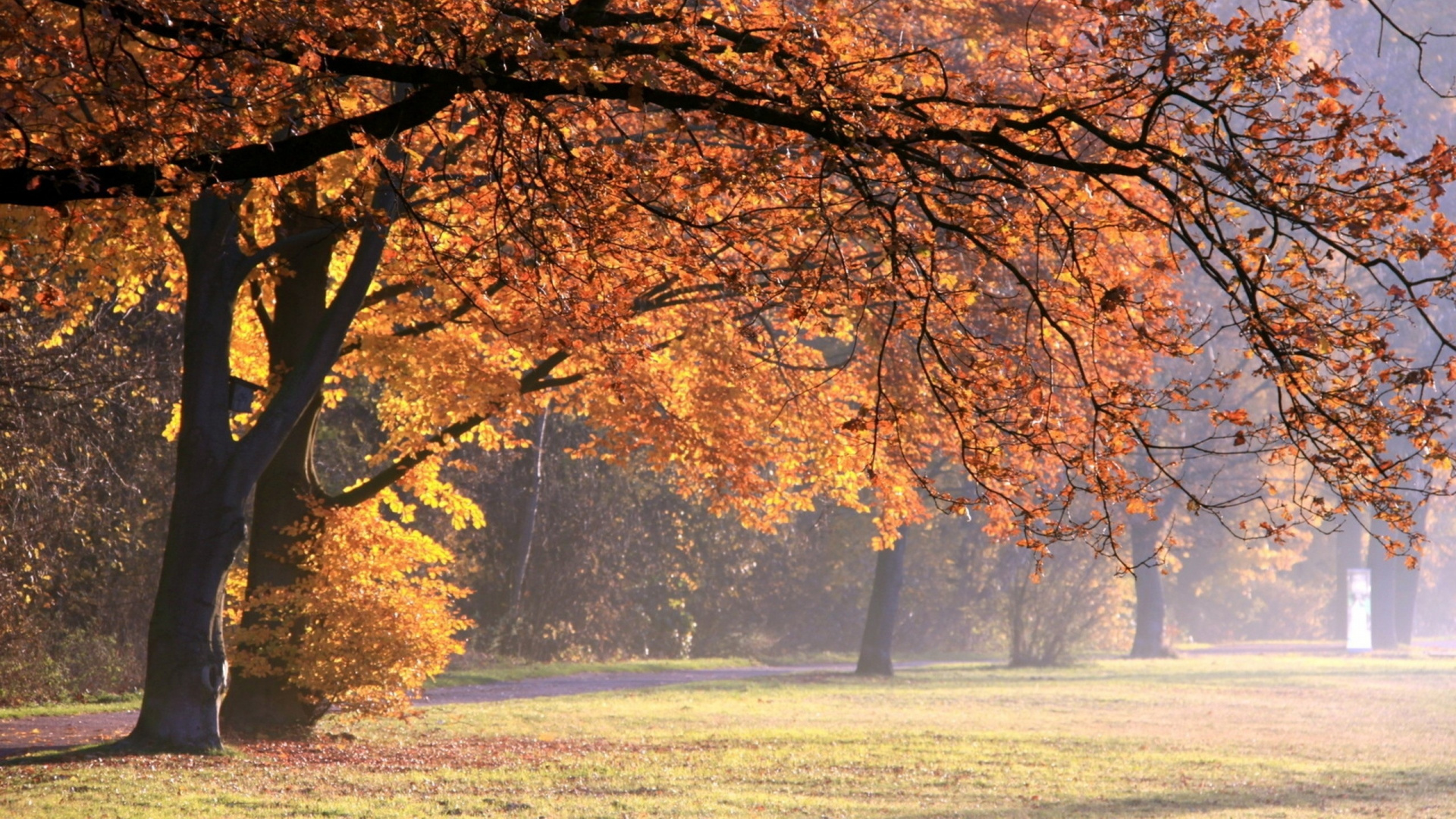 Brown Leaf Trees on Green Grass Field During Daytime. Wallpaper in 1920x1080 Resolution