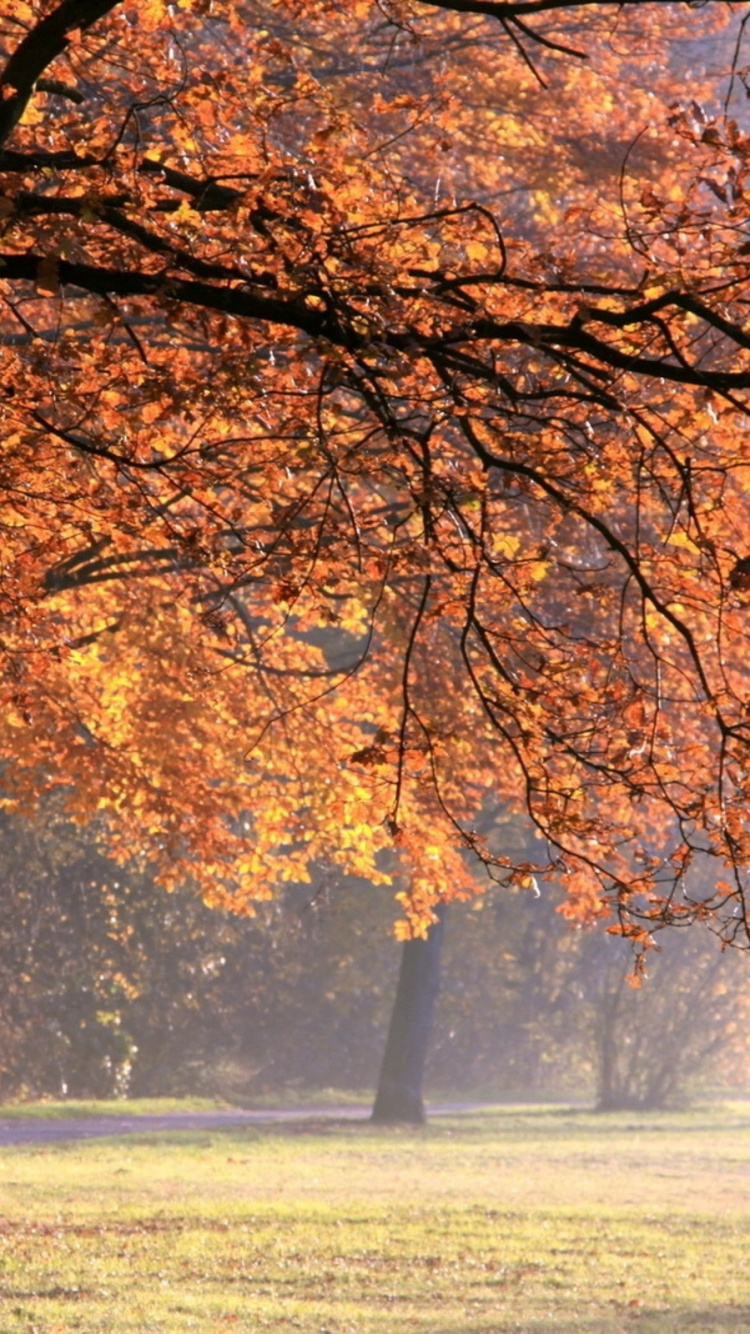 Brown Leaf Trees on Green Grass Field During Daytime. Wallpaper in 750x1334 Resolution