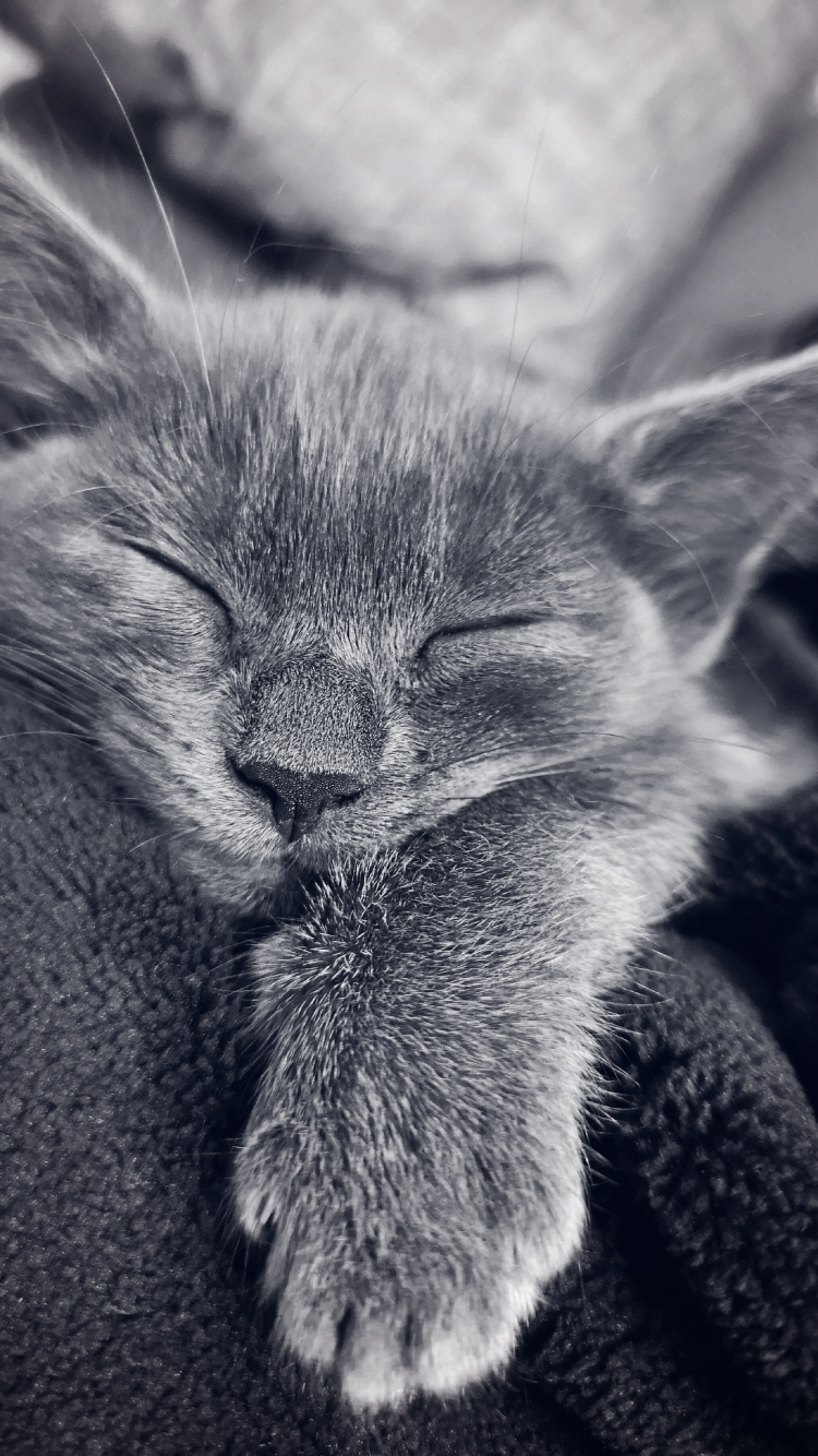 Gato, Felidae, Carnívoro, de Tamaño Pequeño a Mediano Gatos, Oido. Wallpaper in 750x1334 Resolution