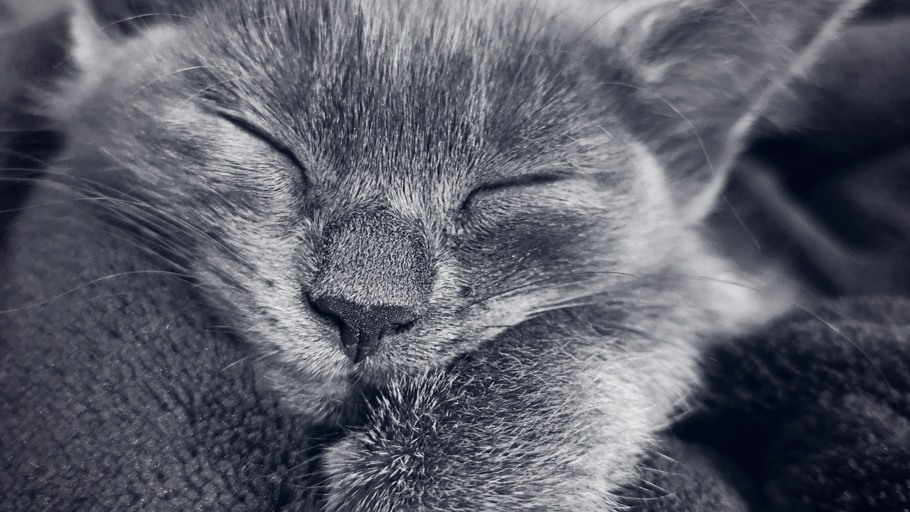 猫科, 中小型猫, 耳朵, 胡须 壁纸 1280x720 允许