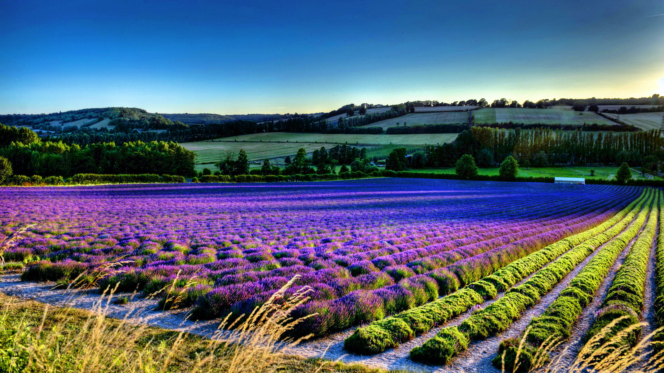 Champ de Fleurs Violettes Pendant la Journée. Wallpaper in 2560x1440 Resolution