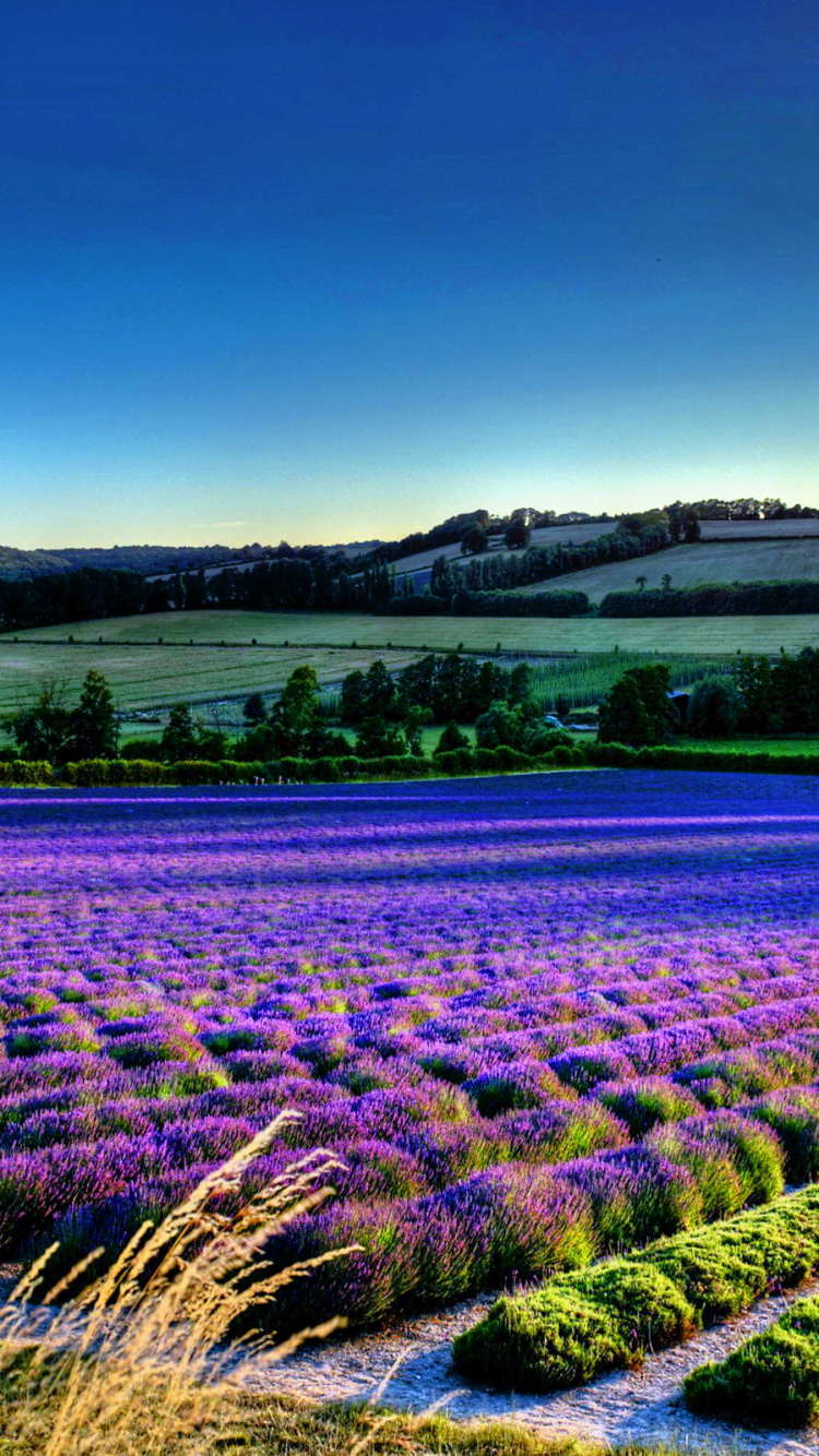 Purple Flower Field During Daytime. Wallpaper in 750x1334 Resolution