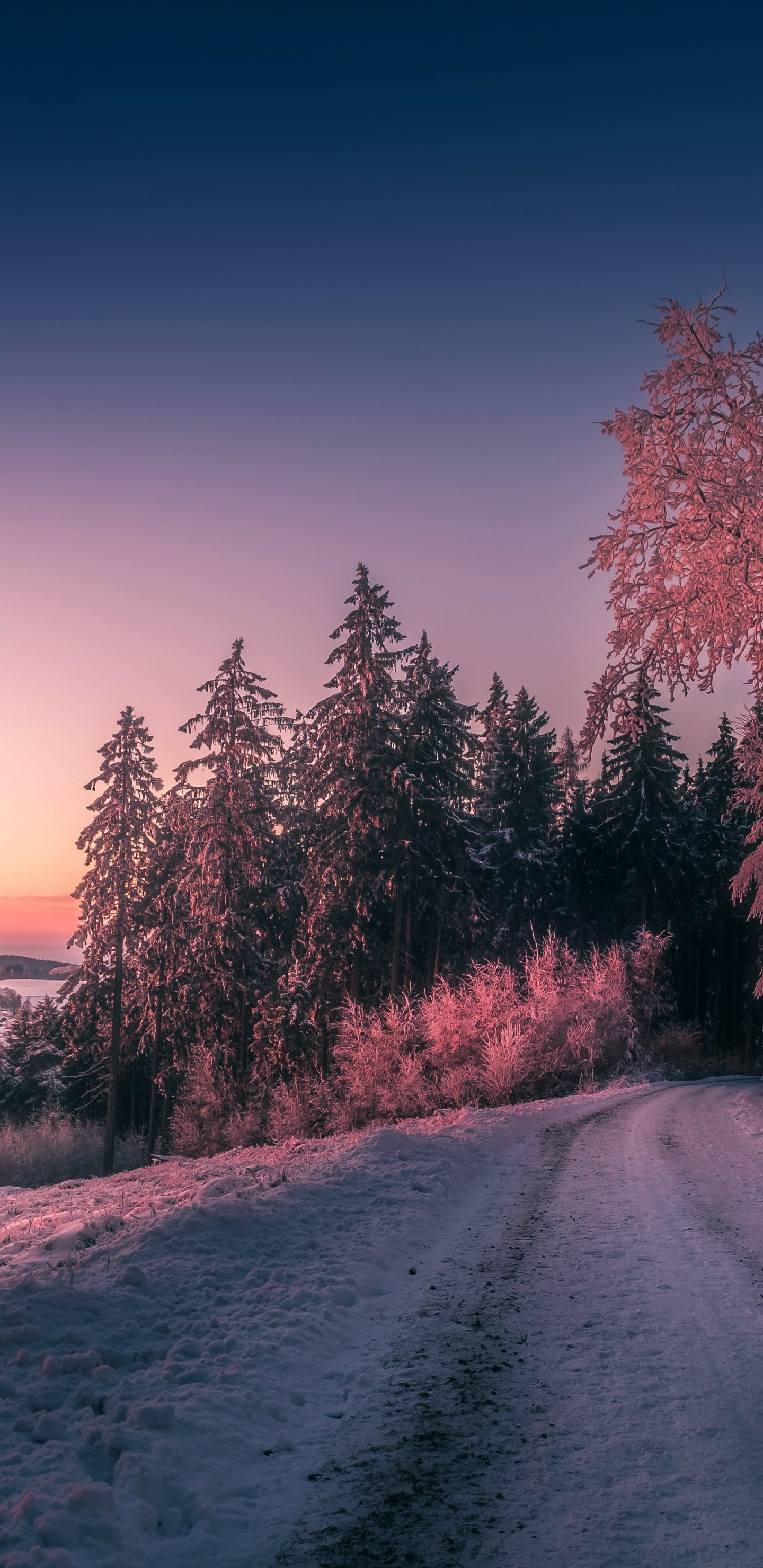 冬天, 冻结, 早上, 黎明, 富士X-Pro2 壁纸 1440x2960 允许