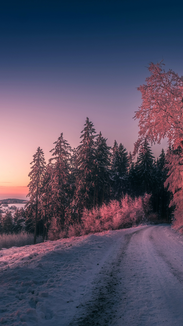 Brown Trees Beside Road During Daytime. Wallpaper in 750x1334 Resolution