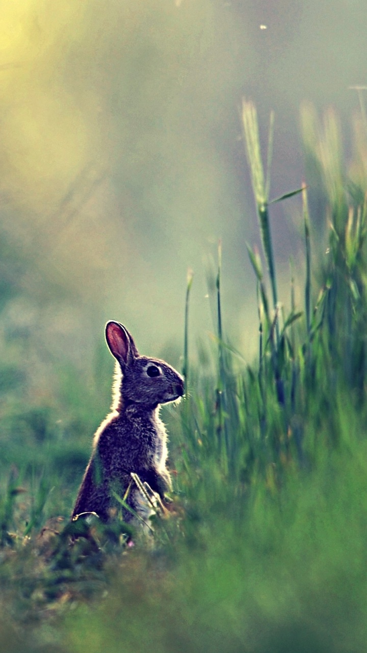 Brown Rabbit on Green Grass Field During Daytime. Wallpaper in 720x1280 Resolution