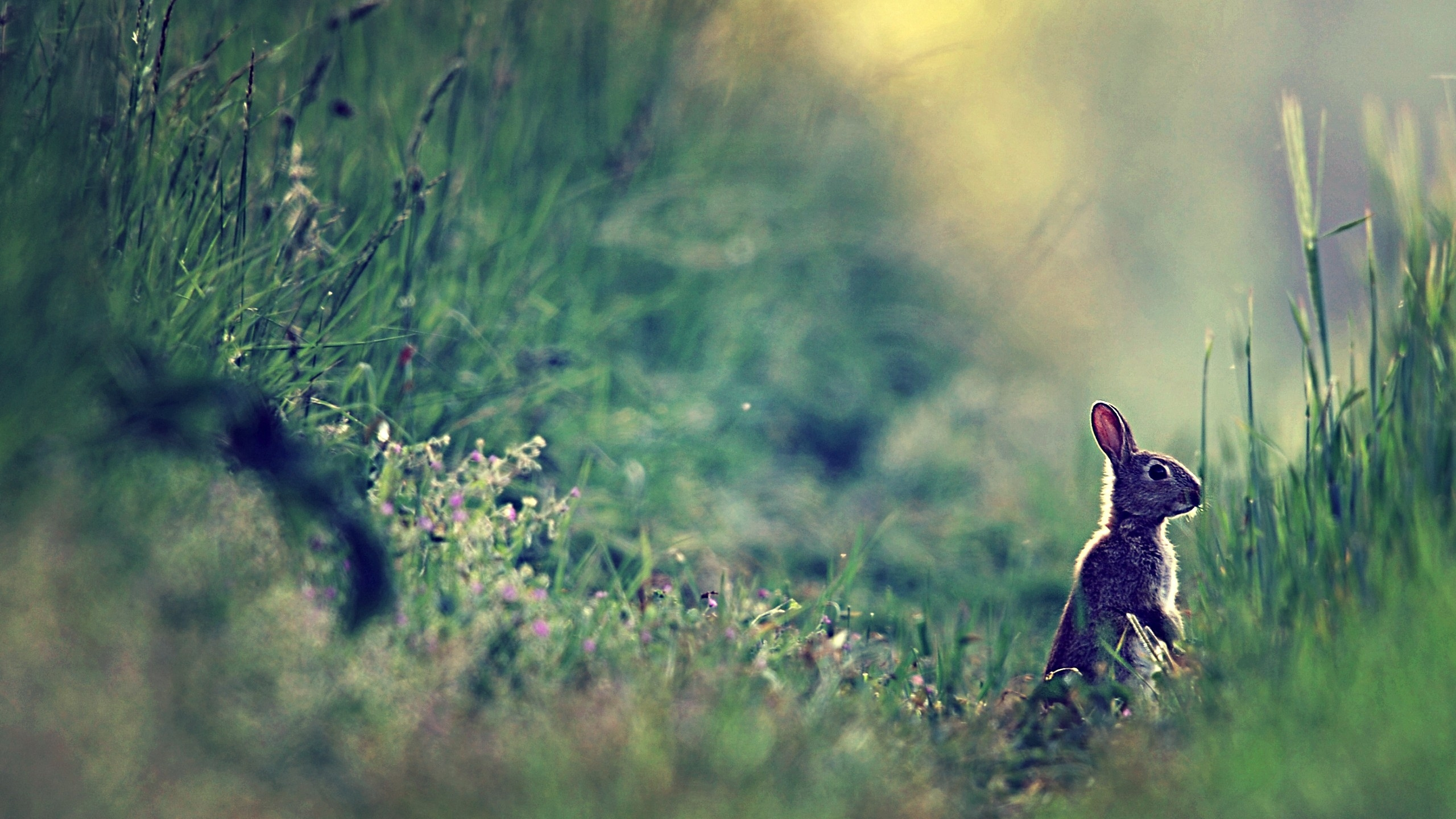 Lapin Brun Sur Terrain D'herbe Verte Pendant la Journée. Wallpaper in 2560x1440 Resolution