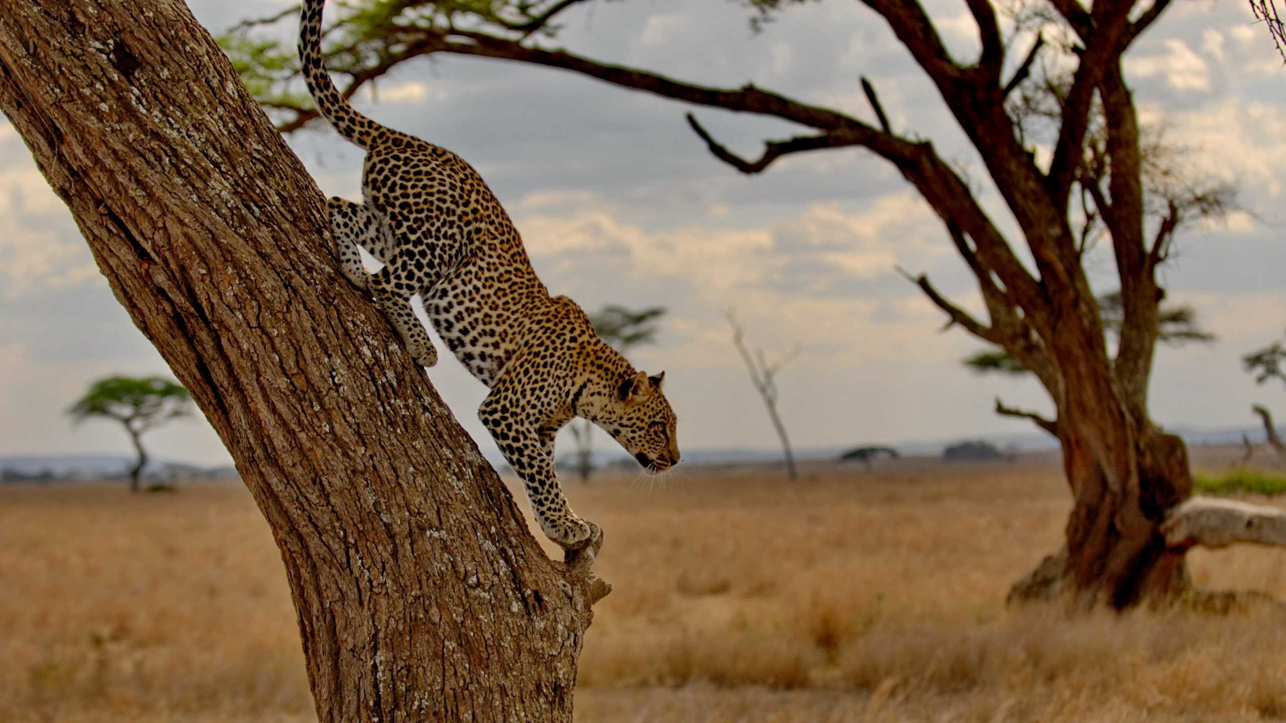 Leopard Auf Braunem Ast Tagsüber. Wallpaper in 2560x1440 Resolution