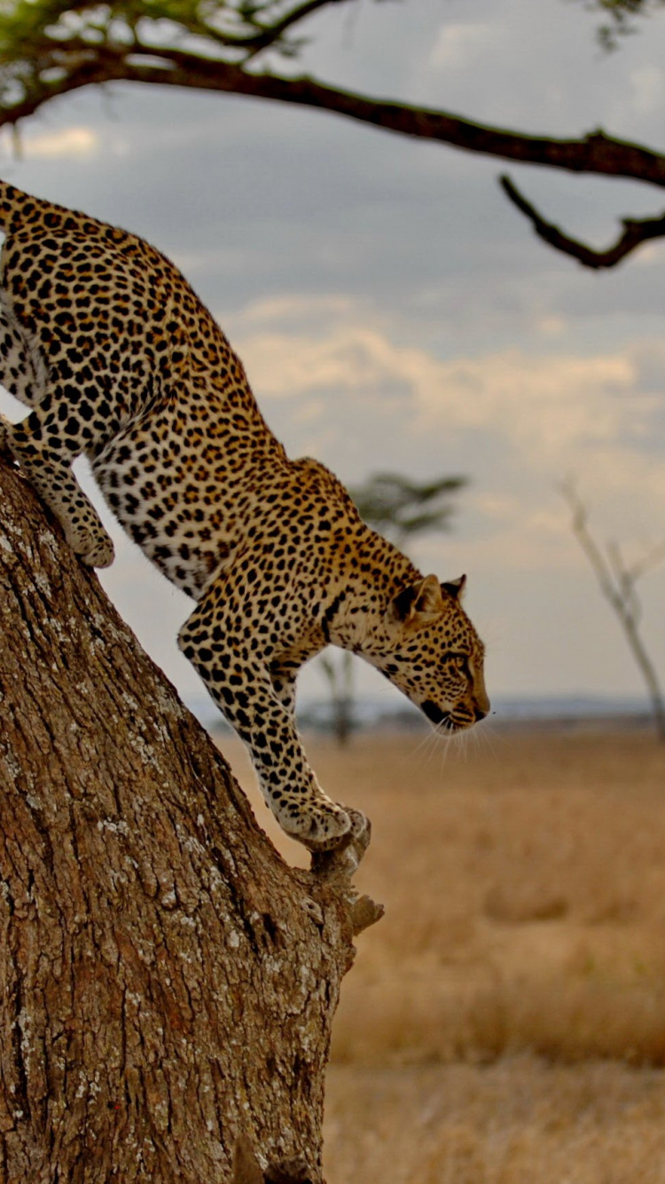 Leopard on Brown Tree Branch During Daytime. Wallpaper in 750x1334 Resolution