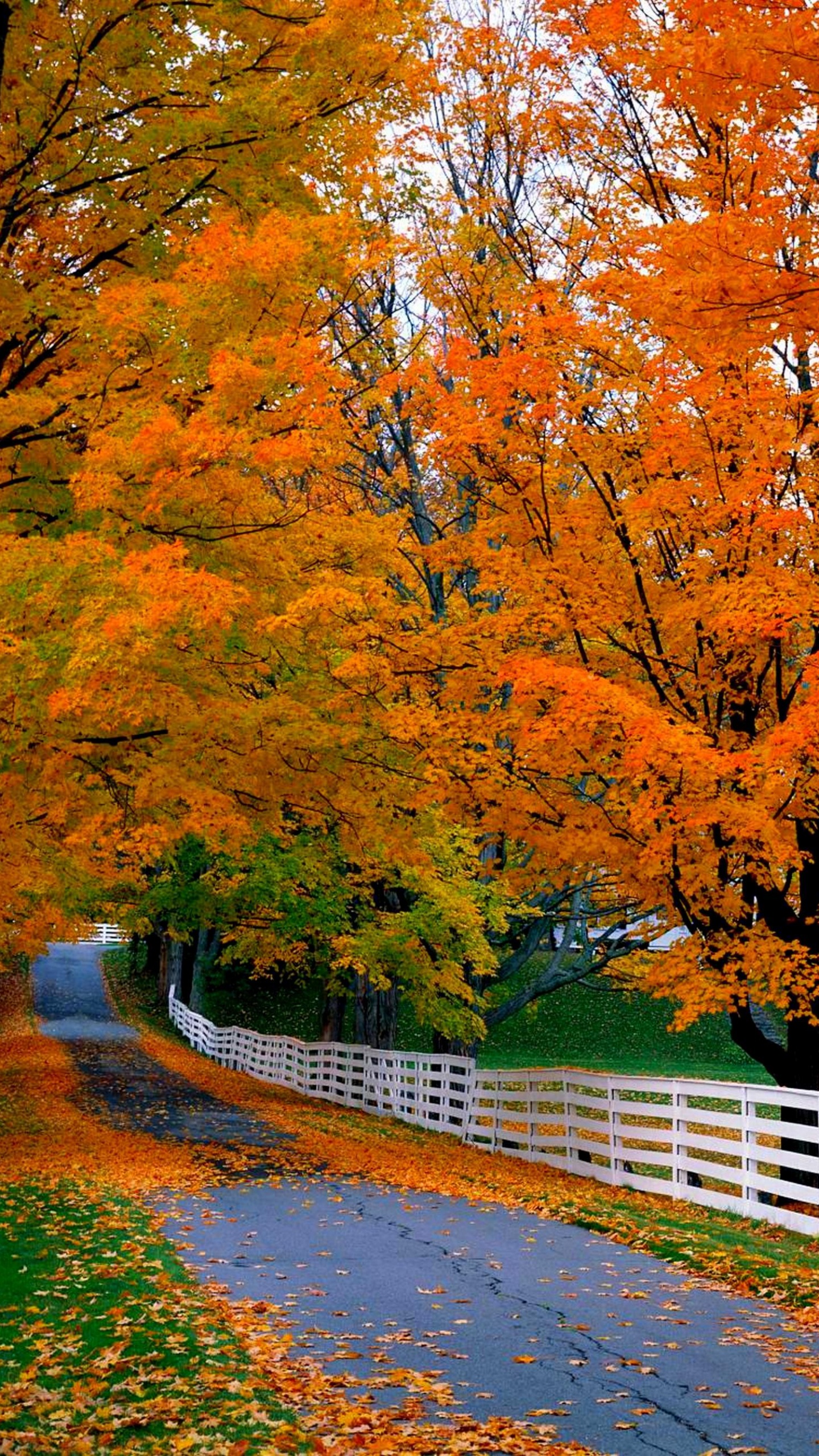 Brown Trees Beside Gray Concrete Road. Wallpaper in 1440x2560 Resolution