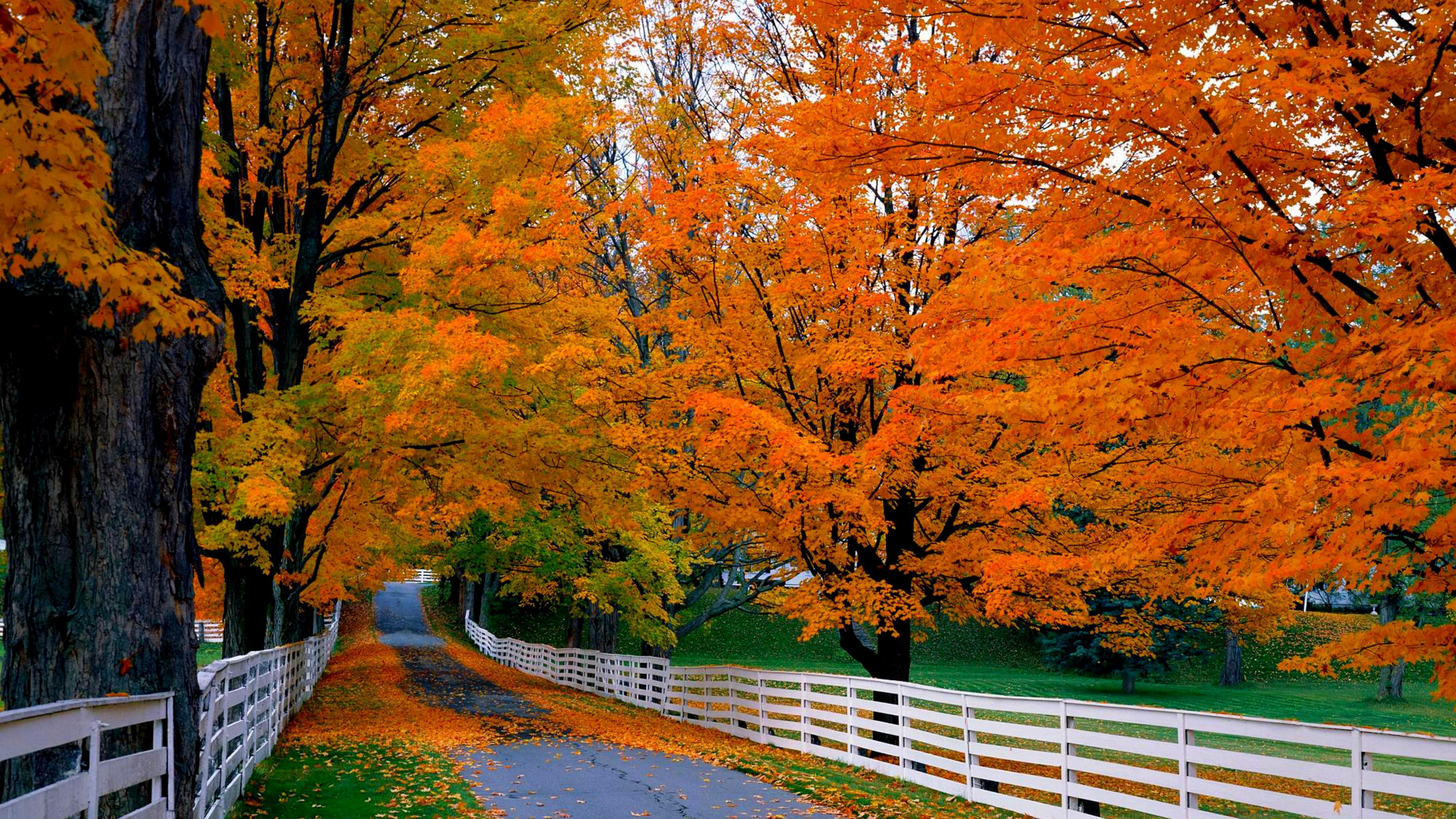 Brown Trees Beside Gray Concrete Road. Wallpaper in 2560x1440 Resolution