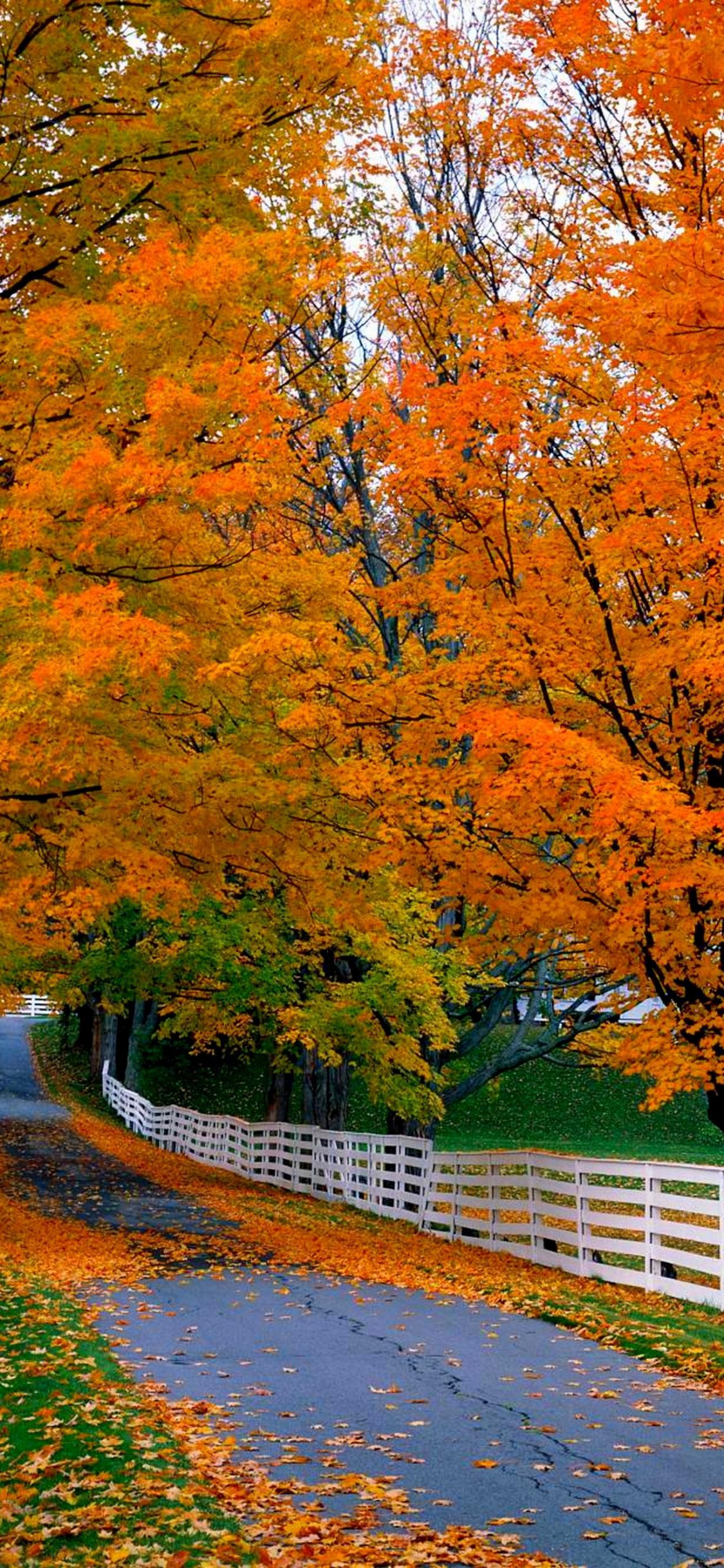 Braune Bäume Neben Grauer Betonstraße. Wallpaper in 1125x2436 Resolution