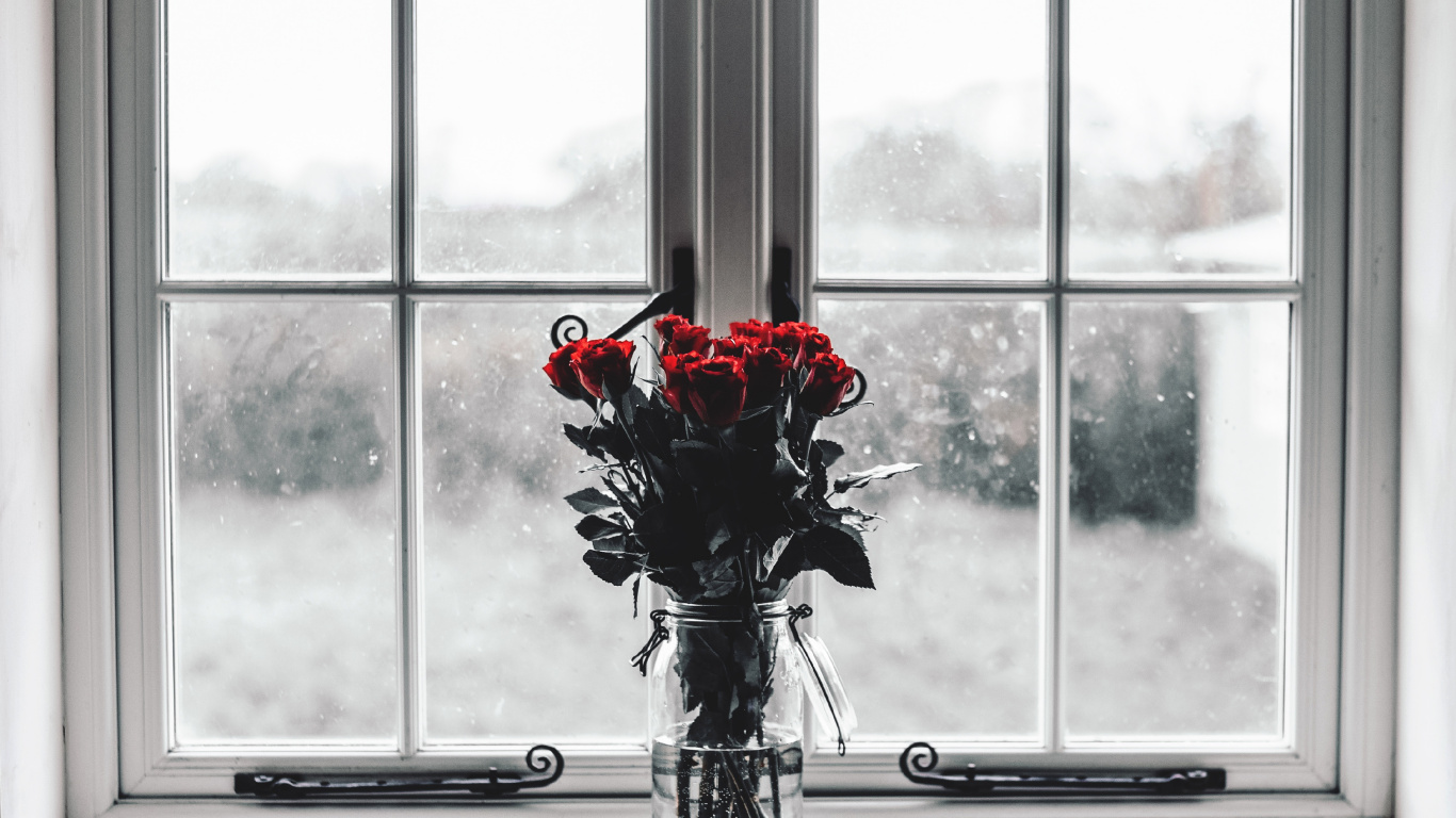Red Roses in Clear Glass Vase. Wallpaper in 1366x768 Resolution