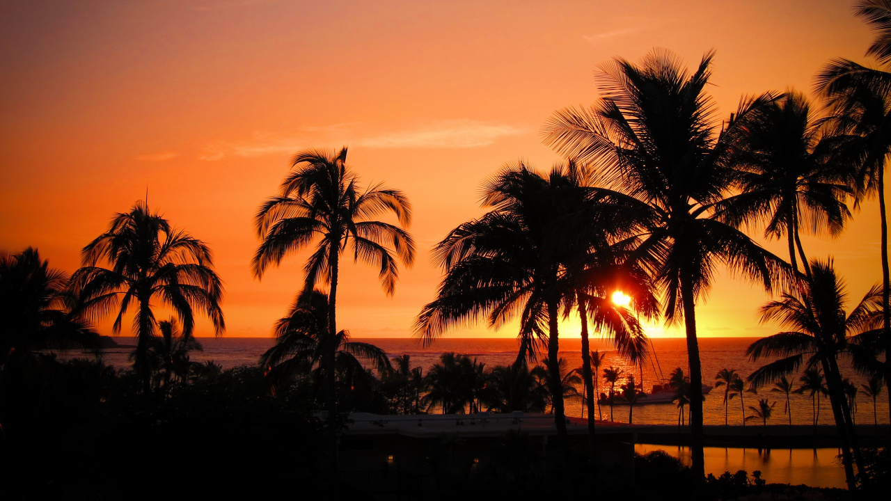 日落, 晚上, 热带地区, 欧胡岛, Arecales 壁纸 1280x720 允许