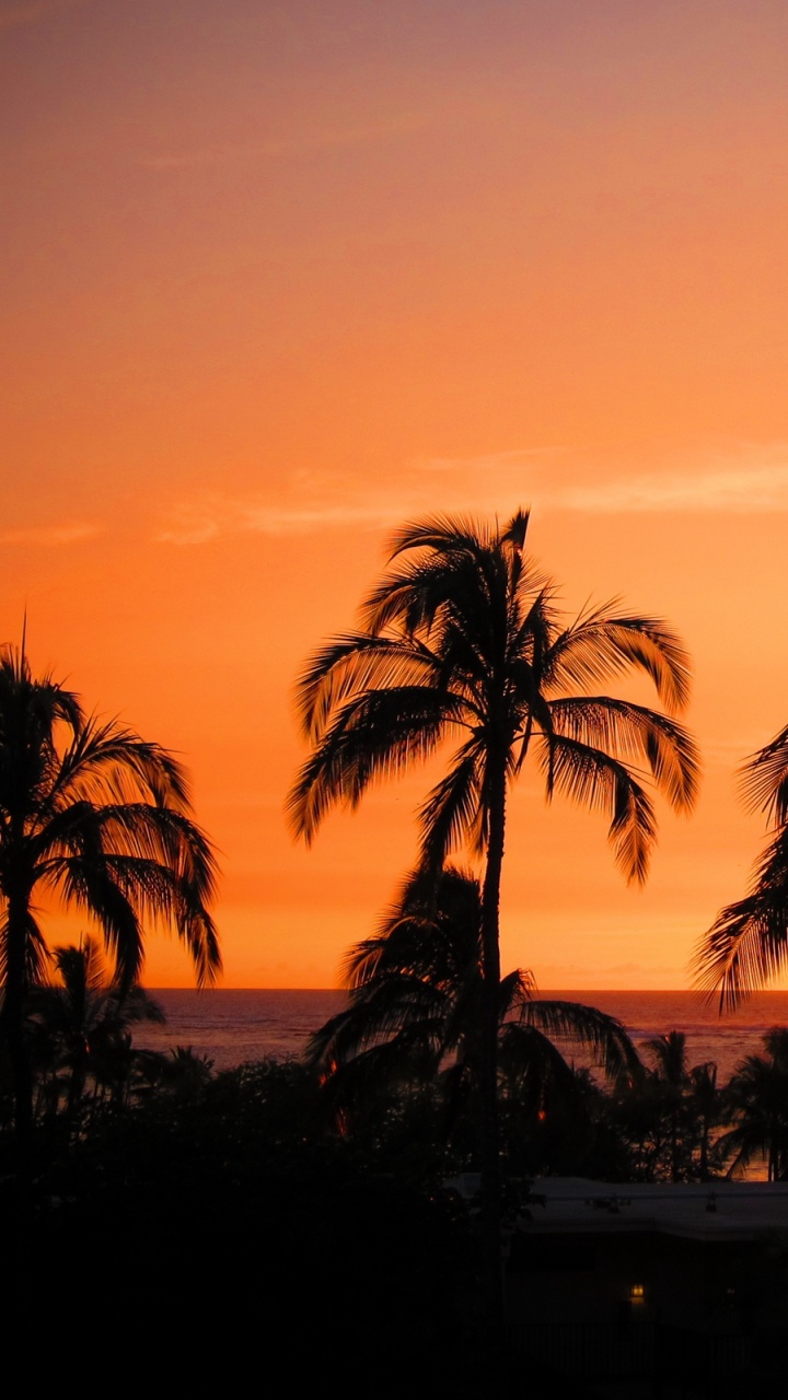 日落, 晚上, 热带地区, 欧胡岛, Arecales 壁纸 720x1280 允许