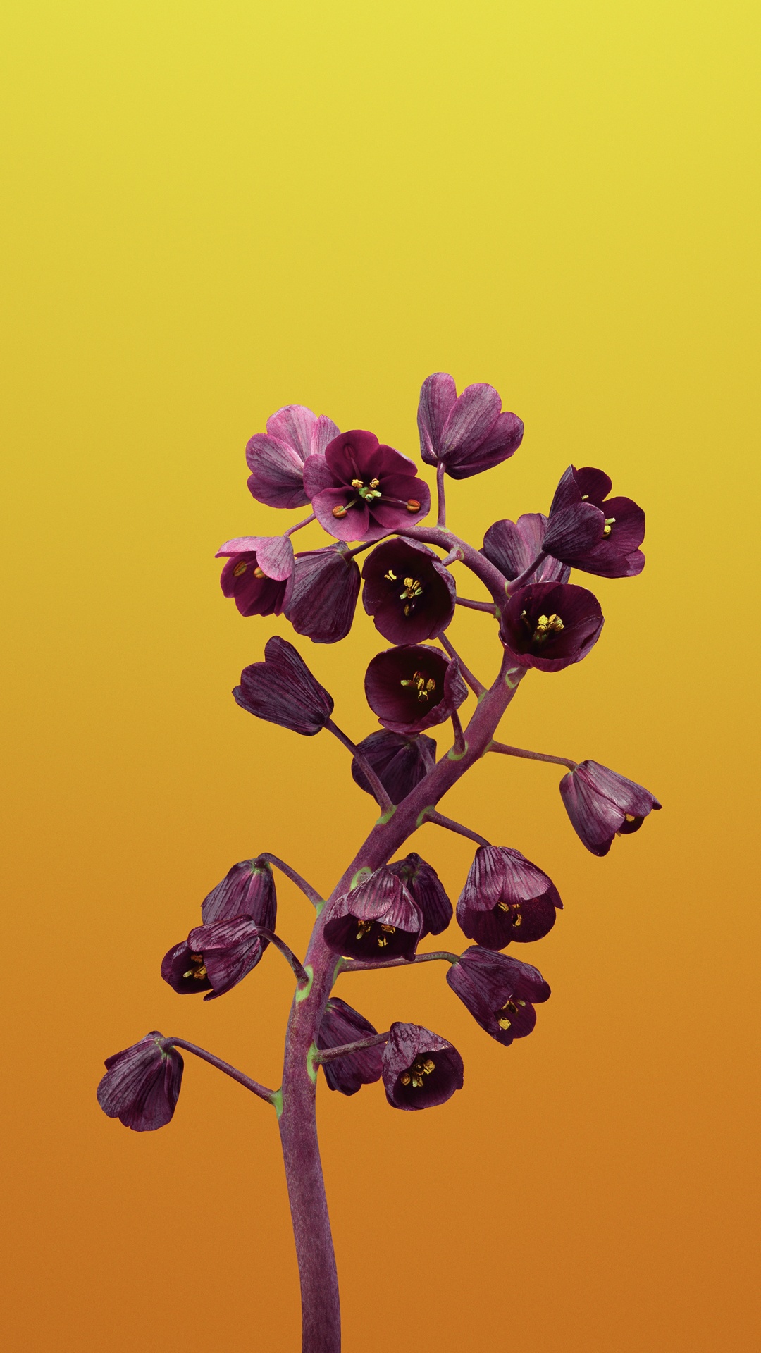 Lila Blume Auf Gelbem Hintergrund. Wallpaper in 1080x1920 Resolution