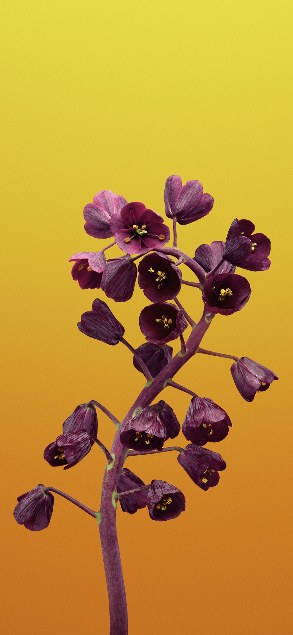 Lila Blume Auf Gelbem Hintergrund. Wallpaper in 1125x2436 Resolution