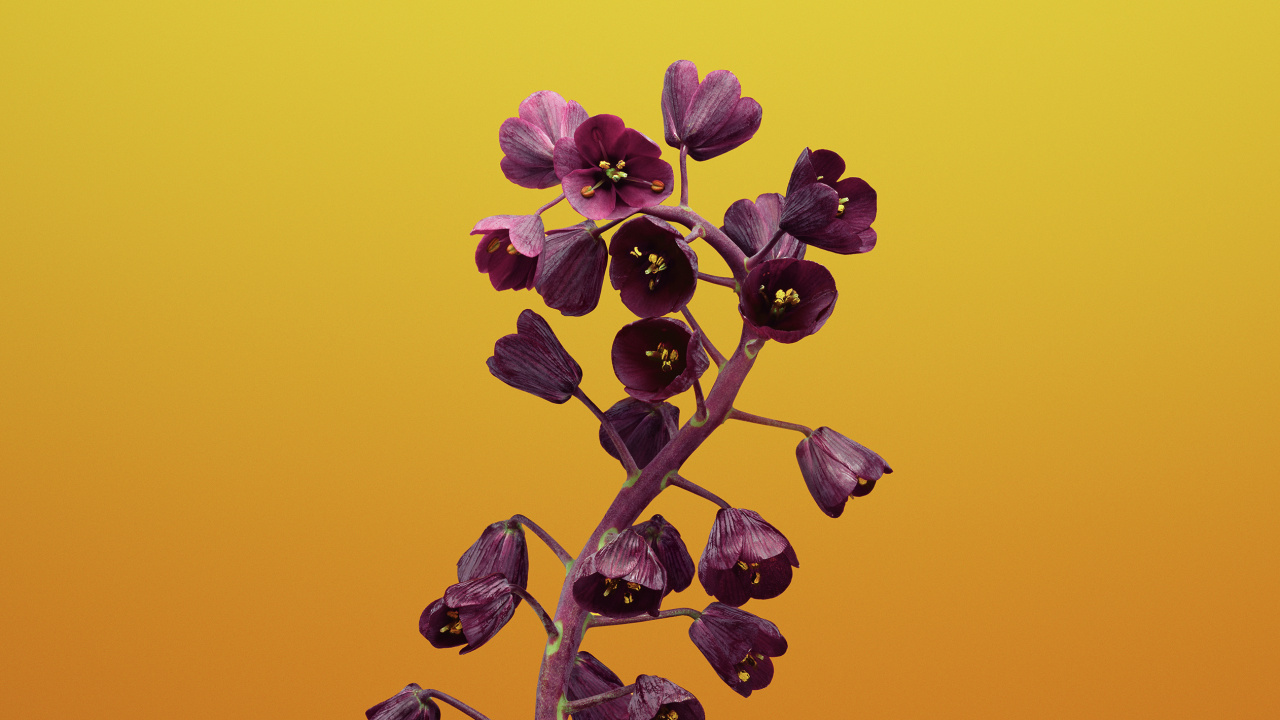 Purple Flower in Yellow Background. Wallpaper in 1280x720 Resolution