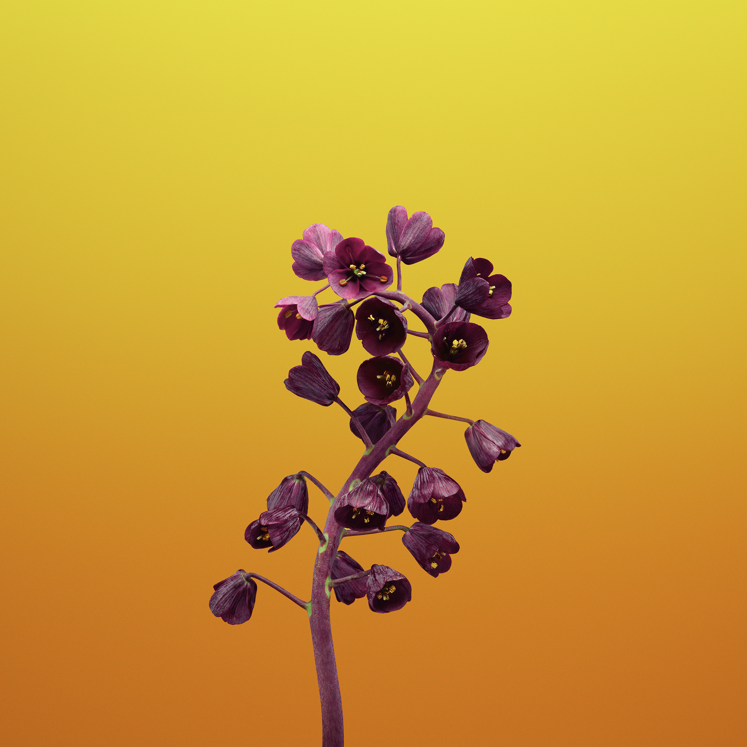 purple flowers wallpaper iphone