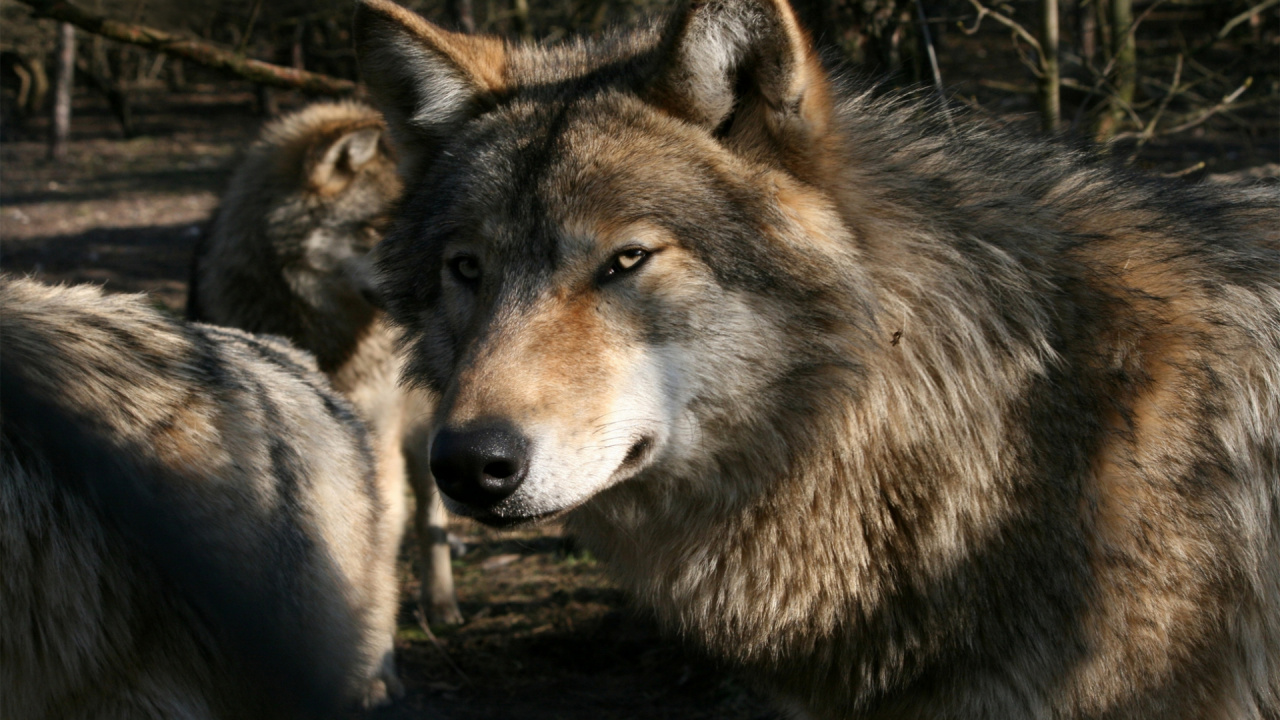 Grauer Und Weißer Wolf Auf Grünem Gras Tagsüber. Wallpaper in 1280x720 Resolution