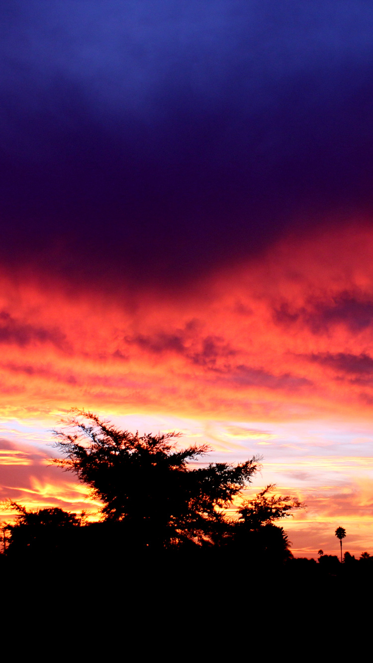 Silhouette Von Bäumen Bei Sonnenuntergang. Wallpaper in 750x1334 Resolution