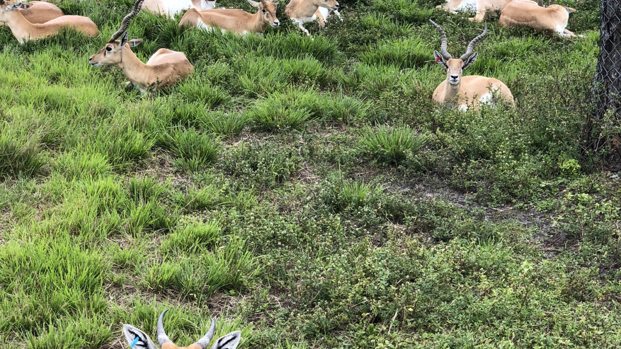 Tierwelt, Hirsch, Terrestrische Tier, Antilope, Bodendecker. Wallpaper in 1280x720 Resolution