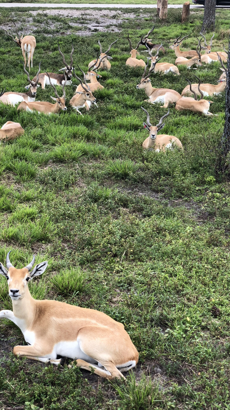 Tierwelt, Hirsch, Terrestrische Tier, Antilope, Bodendecker. Wallpaper in 750x1334 Resolution