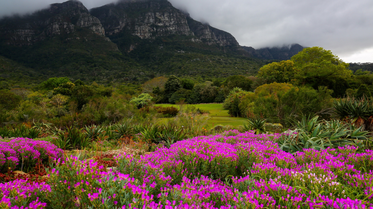Champ de Fleurs Violettes Près de la Montagne Verte Sous Des Nuages Blancs Pendant la Journée. Wallpaper in 1280x720 Resolution