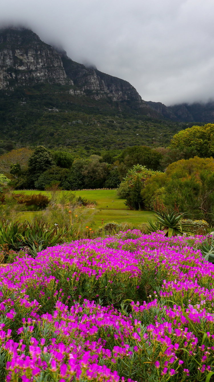 Purple Flower Field Near Green Mountain Under White Clouds During Daytime. Wallpaper in 750x1334 Resolution