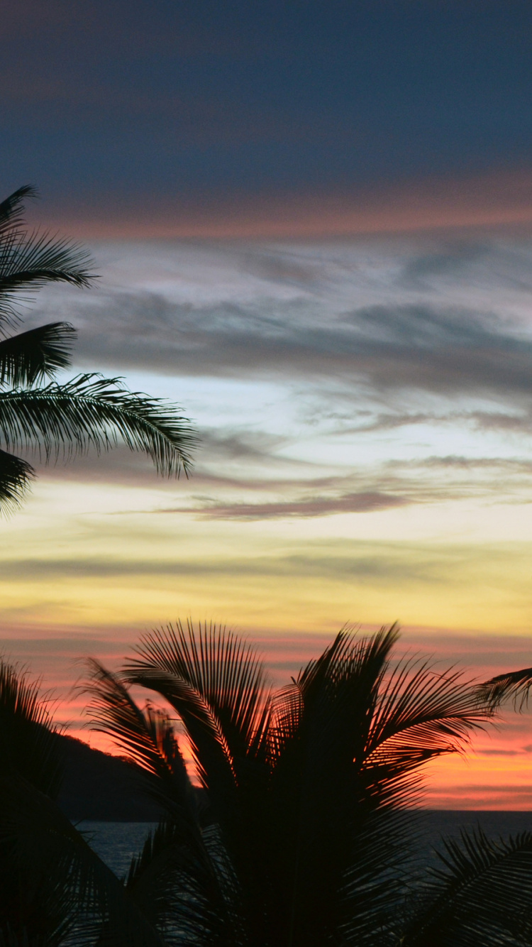 Palmier Sous Ciel Nuageux au Coucher du Soleil. Wallpaper in 750x1334 Resolution