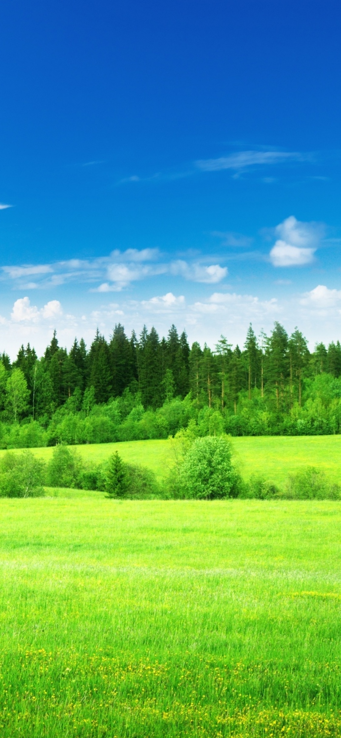 Green Grass Field Under Blue Sky During Daytime. Wallpaper in 1125x2436 Resolution