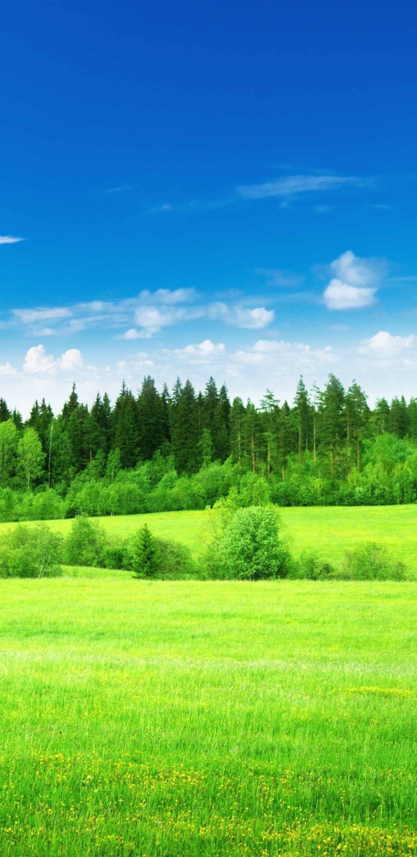 Green Grass Field Under Blue Sky During Daytime. Wallpaper in 1440x2960 Resolution