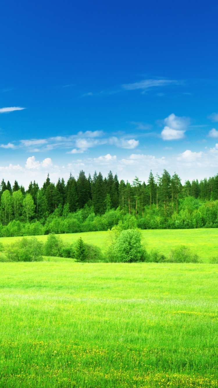 Green Grass Field Under Blue Sky During Daytime. Wallpaper in 750x1334 Resolution