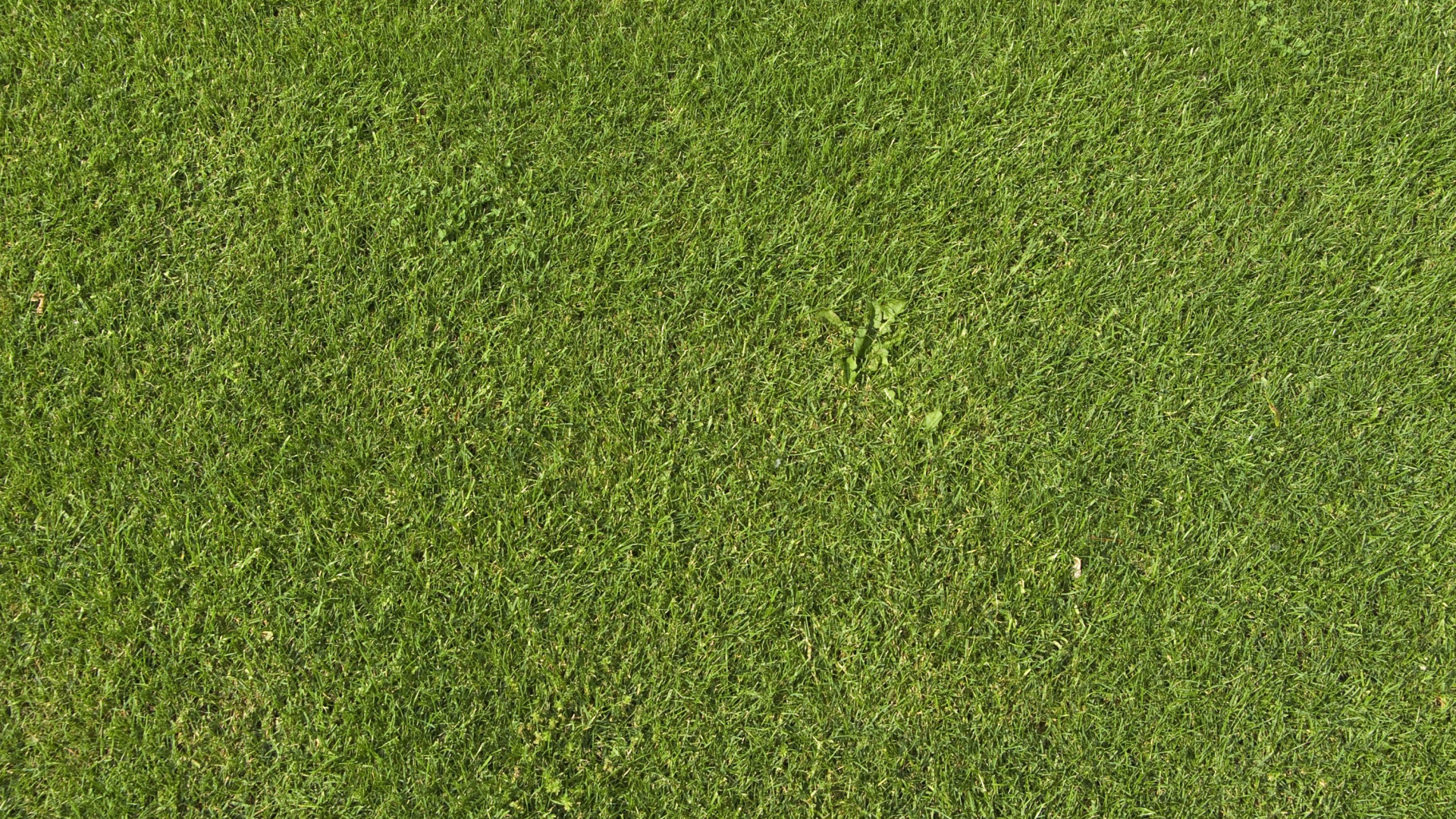 Champ D'herbe Verte Pendant la Journée. Wallpaper in 1920x1080 Resolution