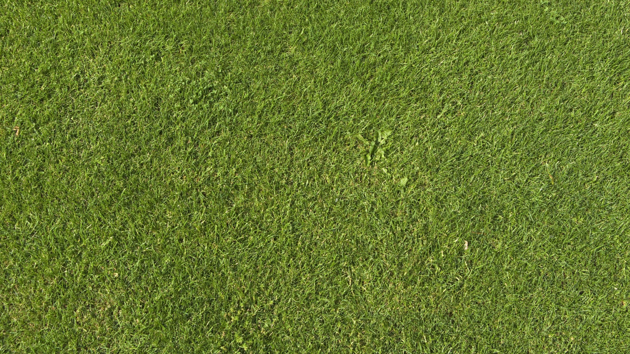 Campo de Hierba Verde Durante el Día. Wallpaper in 1280x720 Resolution