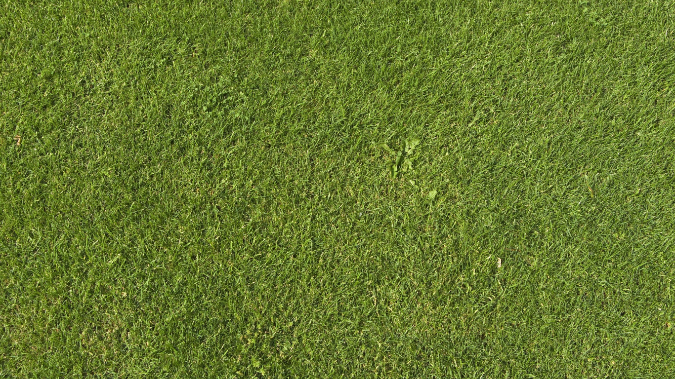 Campo de Hierba Verde Durante el Día. Wallpaper in 1366x768 Resolution