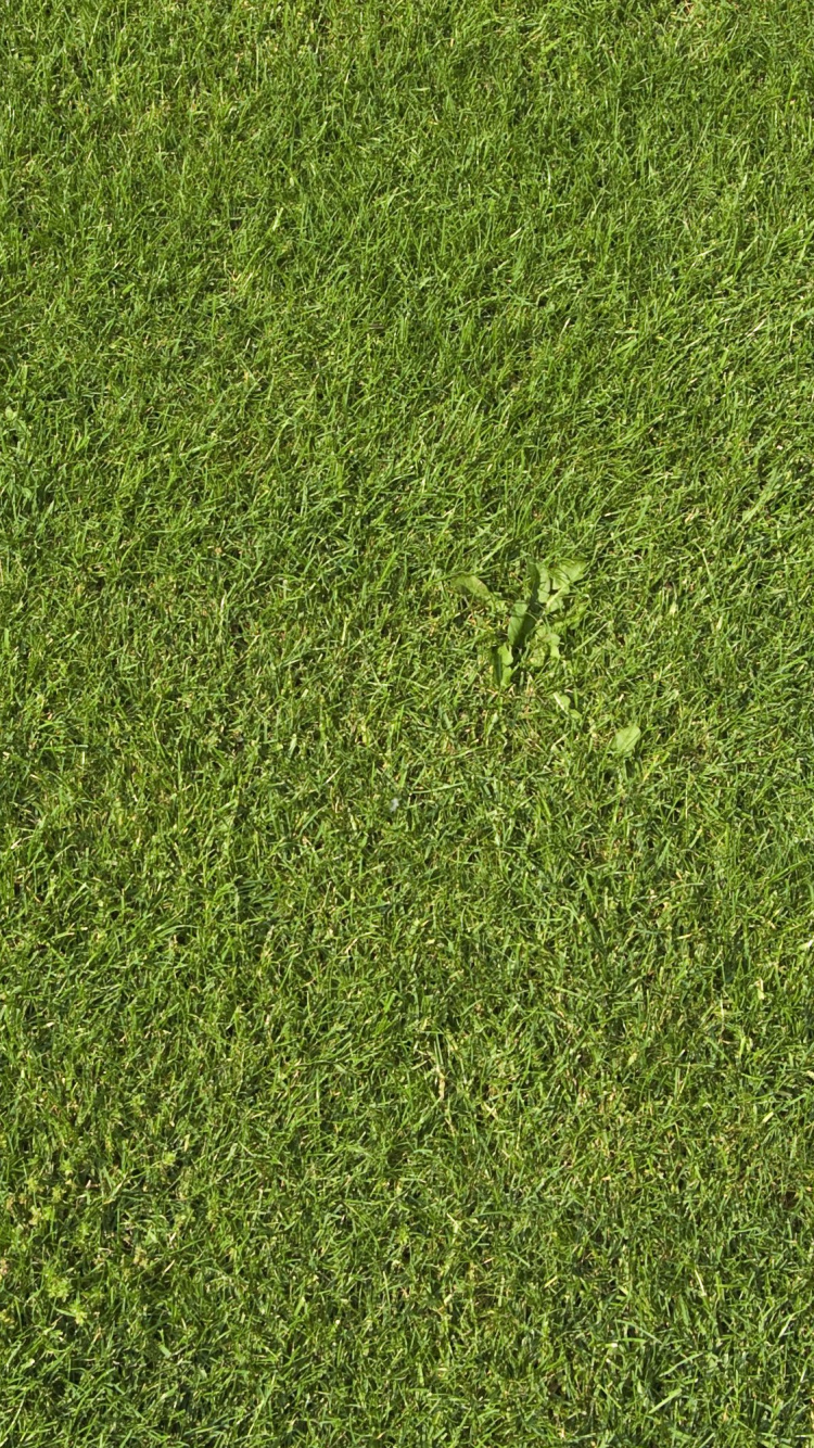 Campo de Hierba Verde Durante el Día. Wallpaper in 750x1334 Resolution