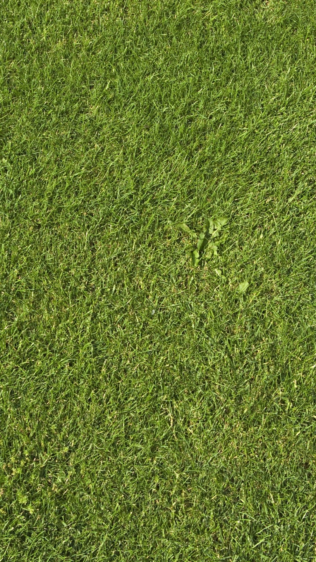 Green Grass Field During Daytime. Wallpaper in 1080x1920 Resolution