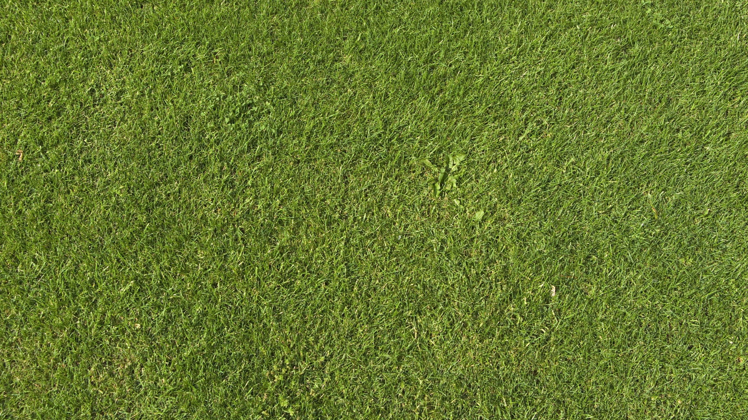 草坪, 纹理, 绿色的, 草, 人造草坪 壁纸 2560x1440 允许