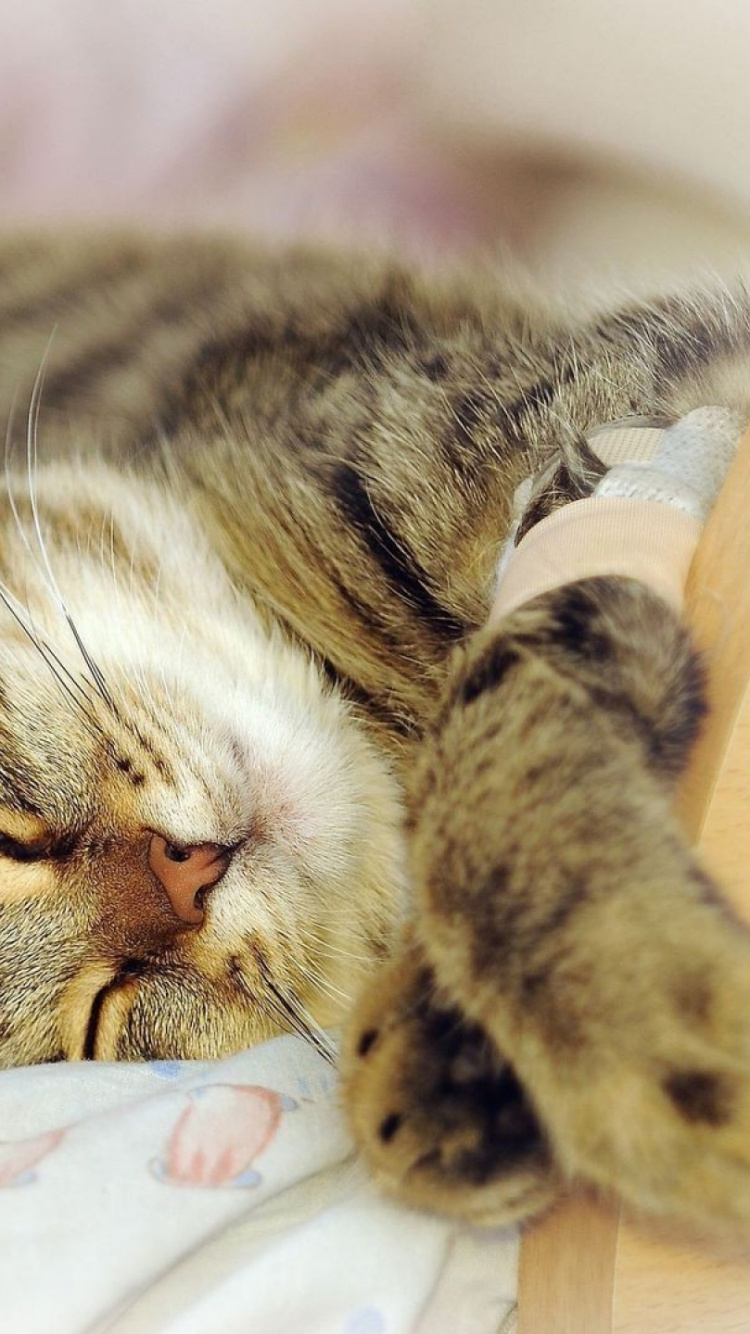 Brown Tabby Cat Lying on White and Blue Textile. Wallpaper in 750x1334 Resolution