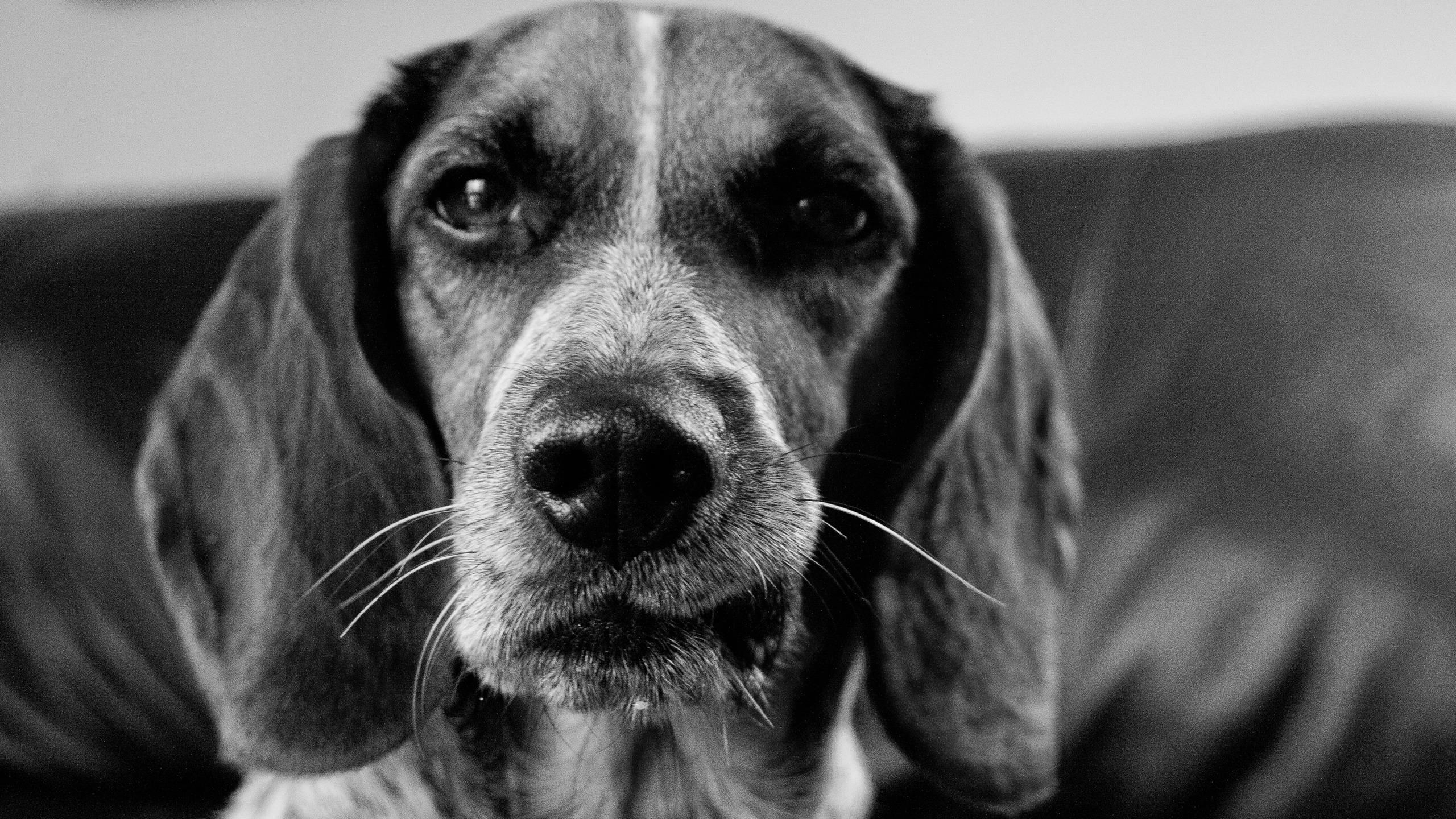 Photo en Niveaux de Gris D'un Chien à Poil Court. Wallpaper in 2560x1440 Resolution