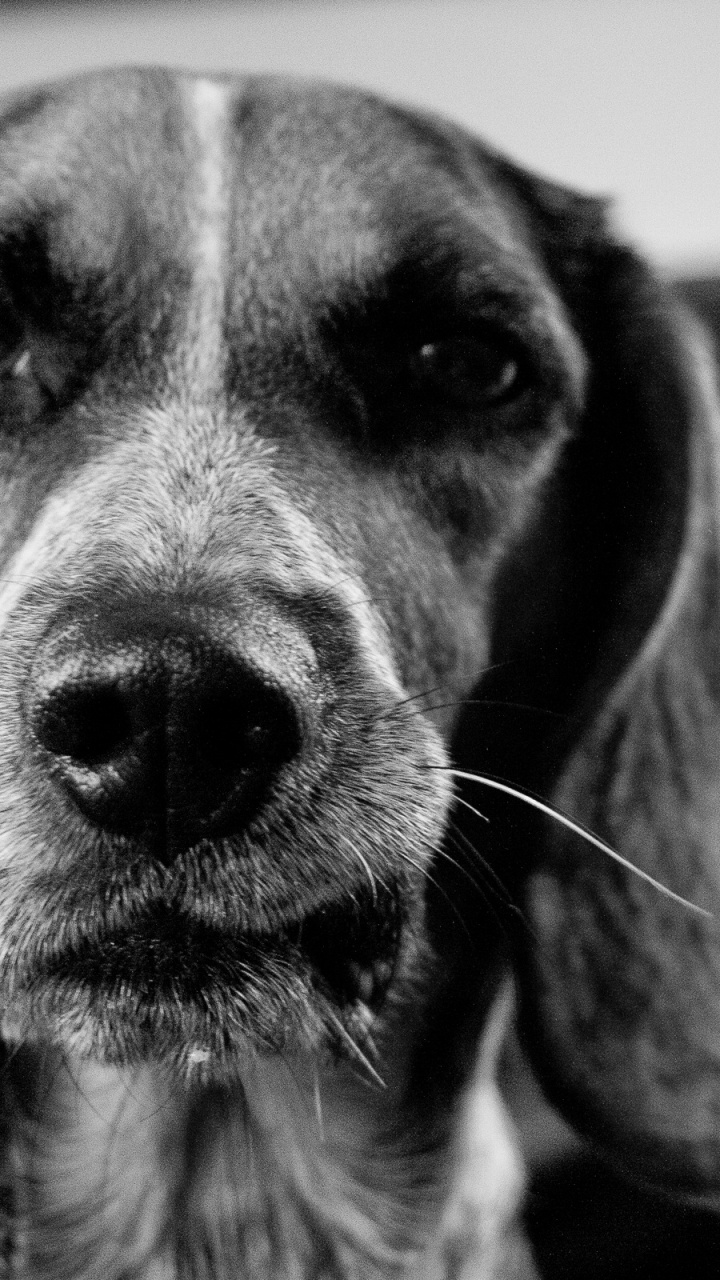 Grayscale Photo of Short Coated Dog. Wallpaper in 720x1280 Resolution