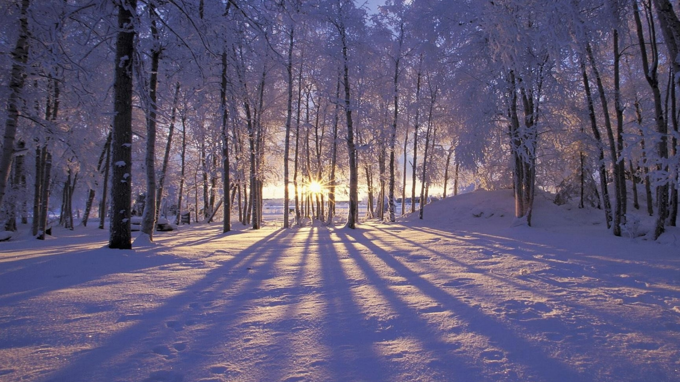 Arbres Bruns Sur Sol Couvert de Neige Pendant la Journée. Wallpaper in 1366x768 Resolution