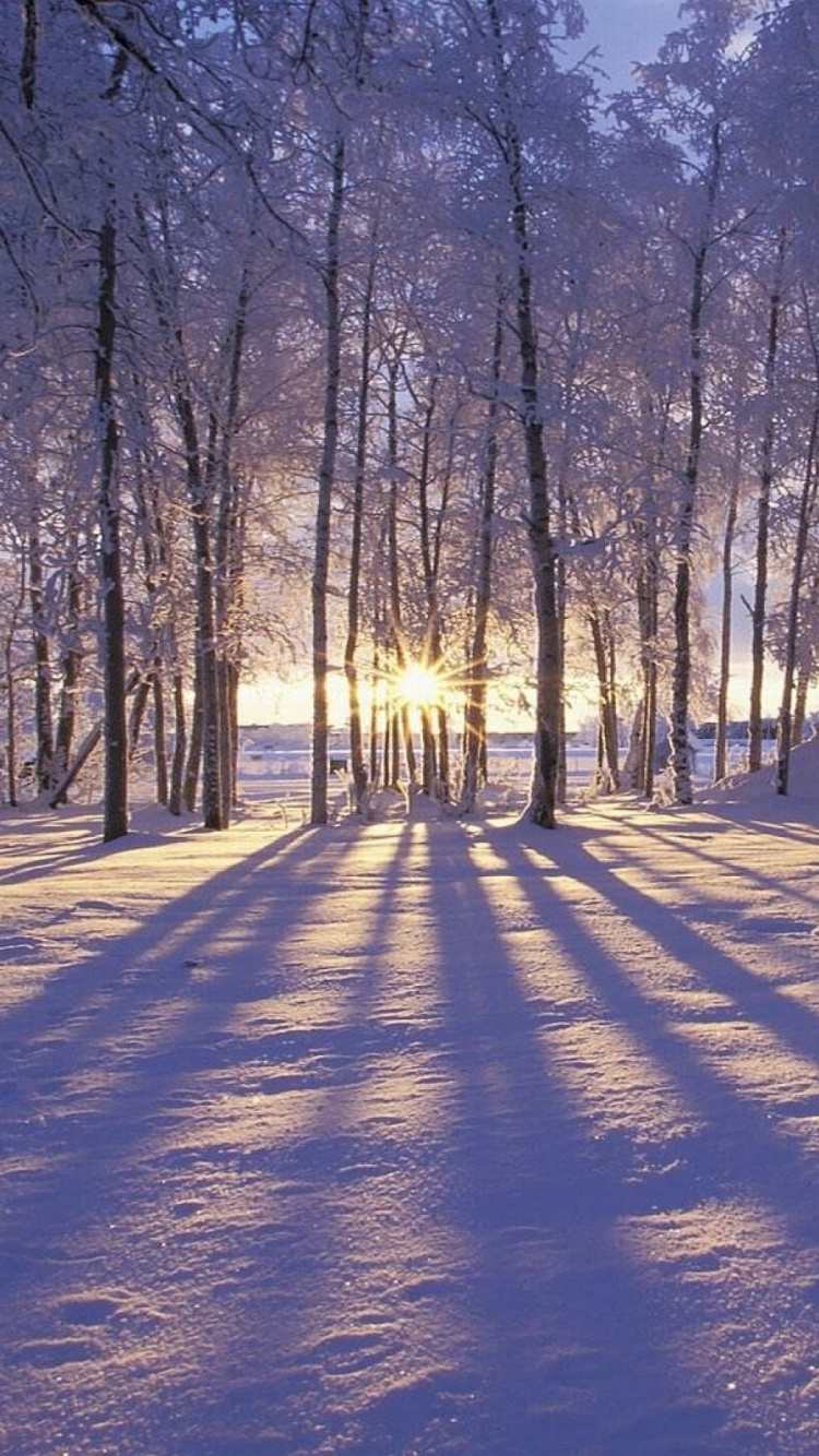 Braune Bäume Auf Schneebedecktem Boden Tagsüber. Wallpaper in 750x1334 Resolution