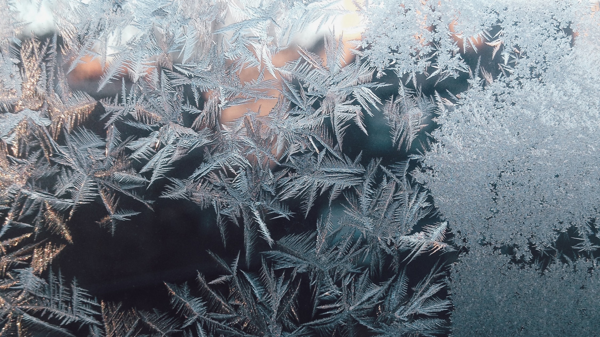 Plant, Twig, Terrestrial Plant, Freezing, Grass. Wallpaper in 1920x1080 Resolution