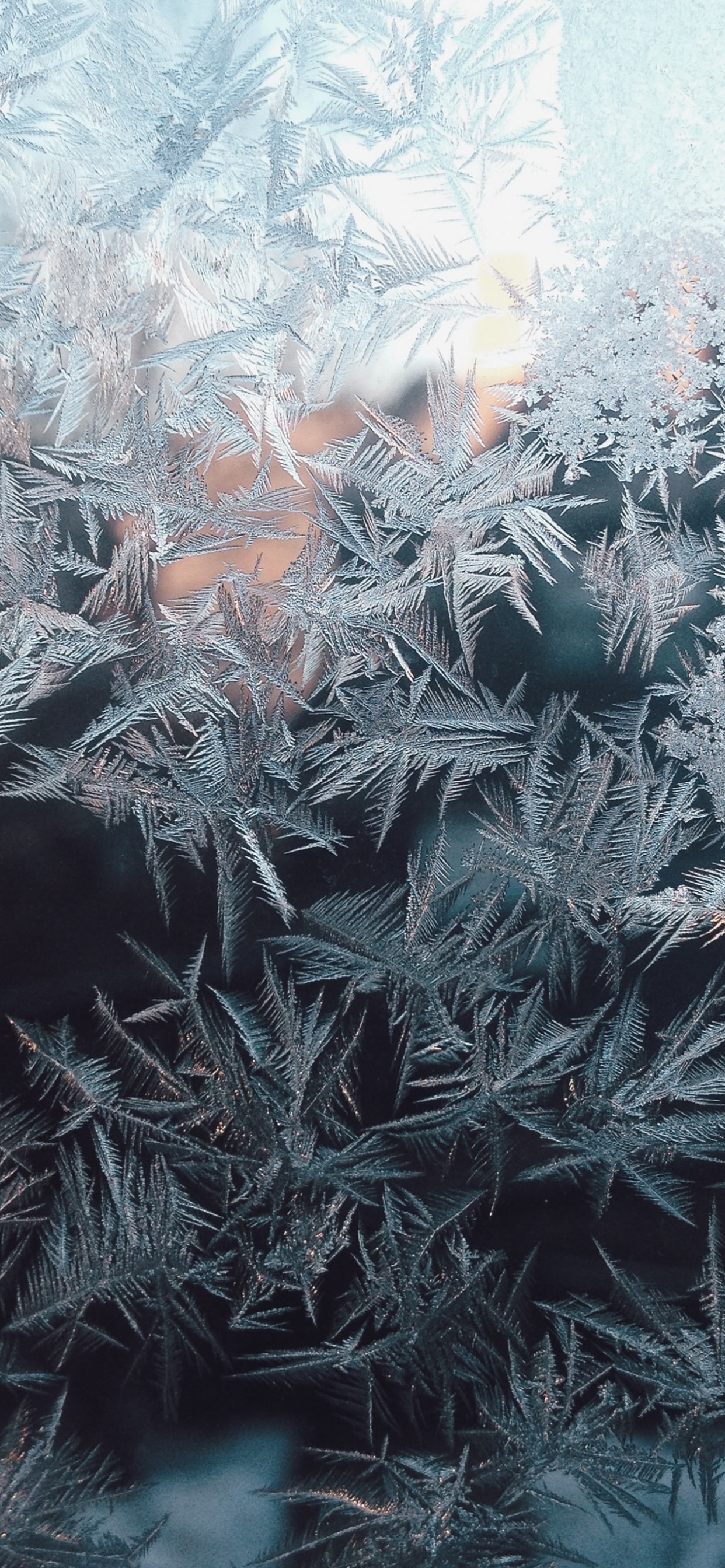 Ramita, Planta Terrestre, Congelación, Patrón, Nieve. Wallpaper in 1242x2688 Resolution